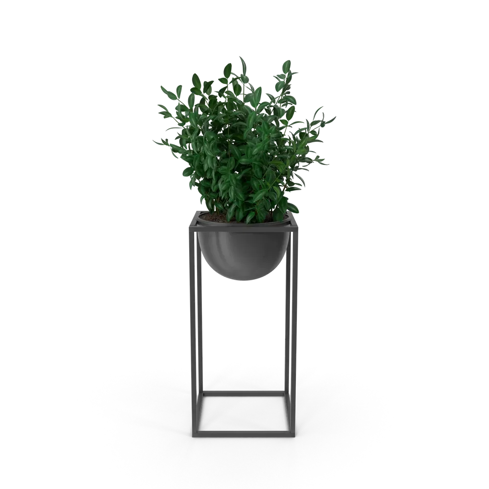 House Showpiece Plant, photo 1