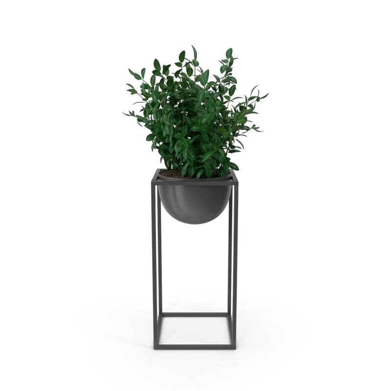 House Showpiece Plant, photo 1