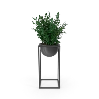 House Showpiece Plant, photo 1