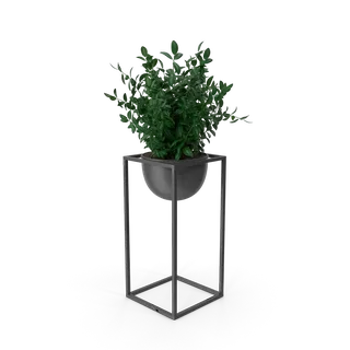 House Showpiece Plant, photo 2