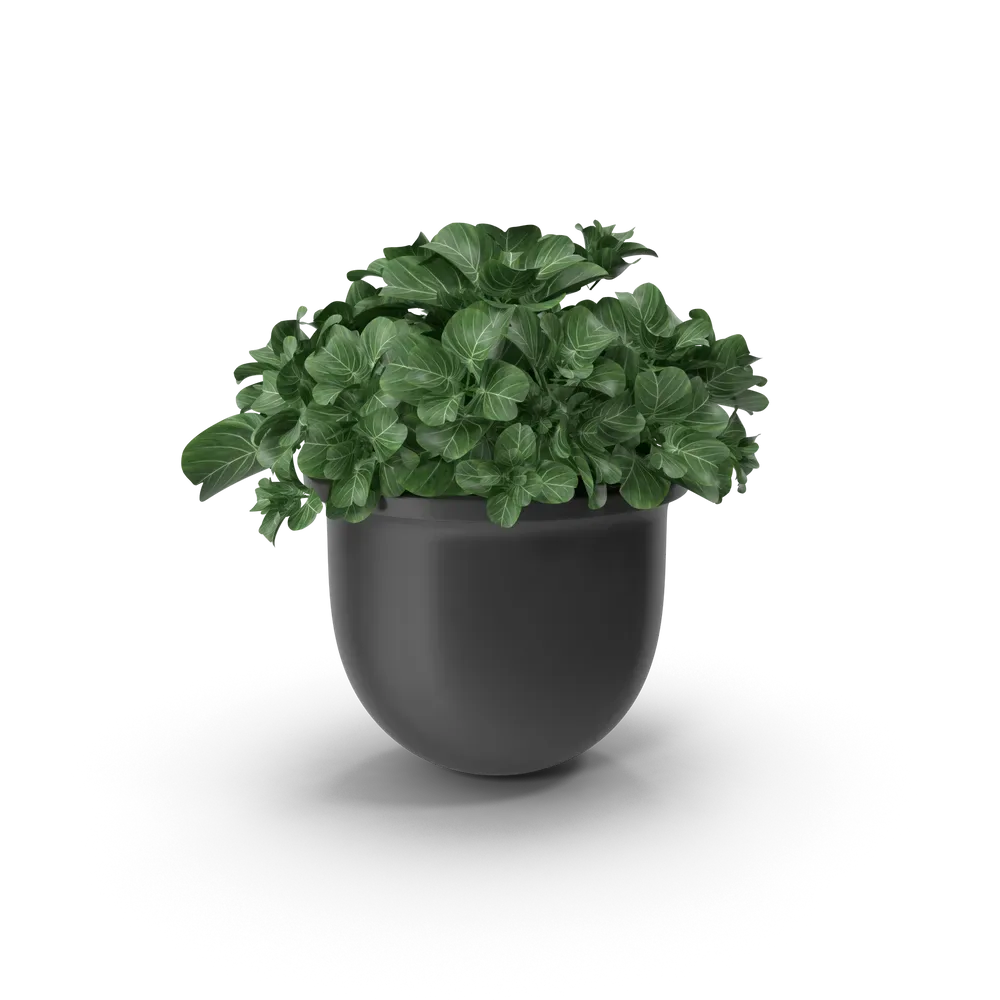 Plant Pot, photo 1