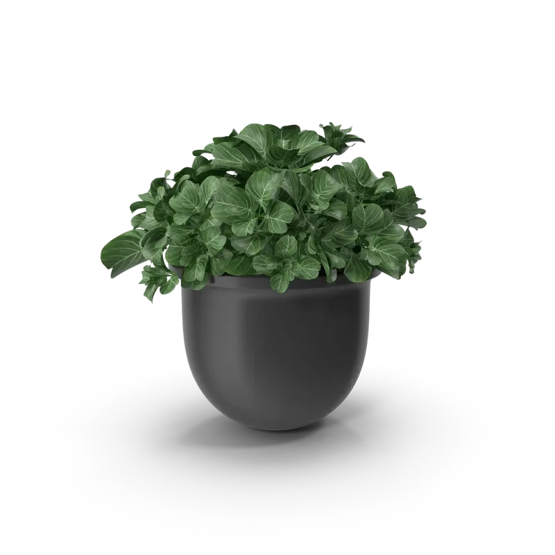 Plant Pot, photo 1