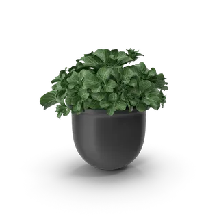 Plant Pot, photo 1